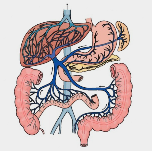 간과 장은 간문맥으로 연결되어 있어 장내세균 불균형이 간경화 악화에 일조할 수 있습니다.