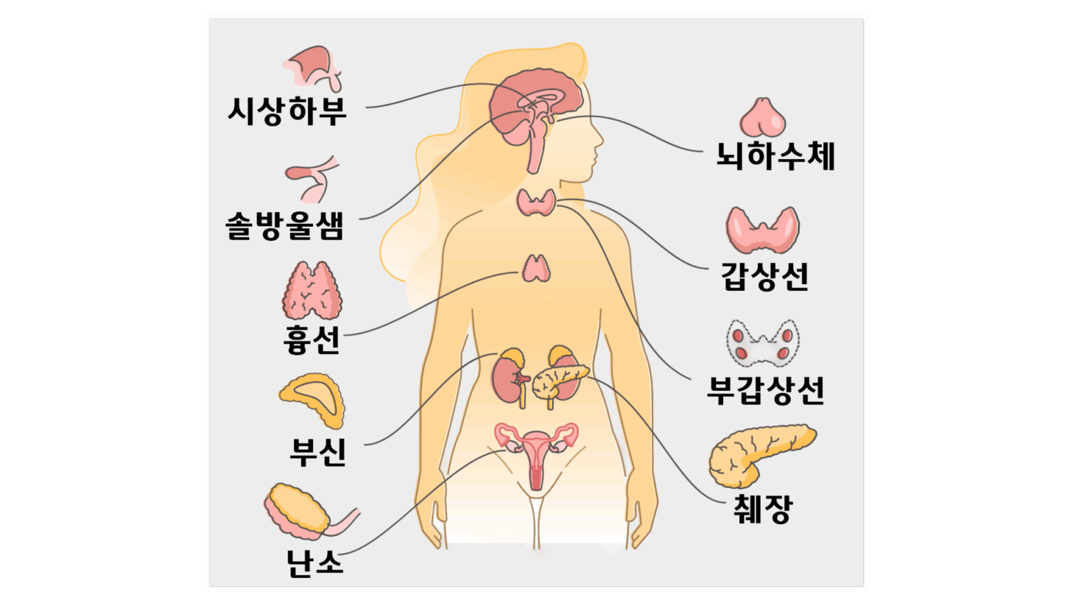 여성호르몬 분비샘 알레르기치료 알러지검사 명쾌한한의원 명쾌한최원장
